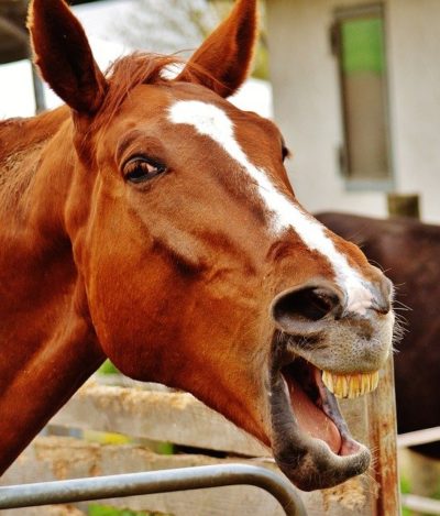 爆笑する馬